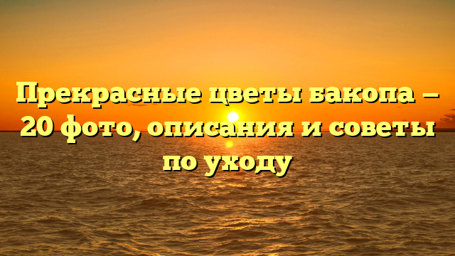 Прекрасные цветы бакопа — 20 фото, описания и советы по уходу