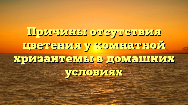 Причины отсутствия цветения у комнатной хризантемы в домашних условиях