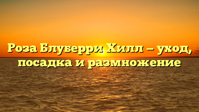 Роза Блуберри Хилл — уход, посадка и размножение