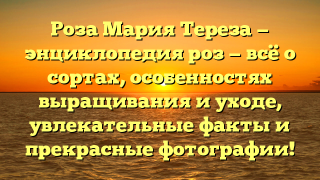 Роза Мария Тереза — энциклопедия роз — всё о сортах, особенностях выращивания и уходе, увлекательные факты и прекрасные фотографии!