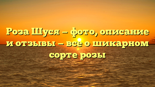 Роза Шуся — фото, описание и отзывы — все о шикарном сорте розы