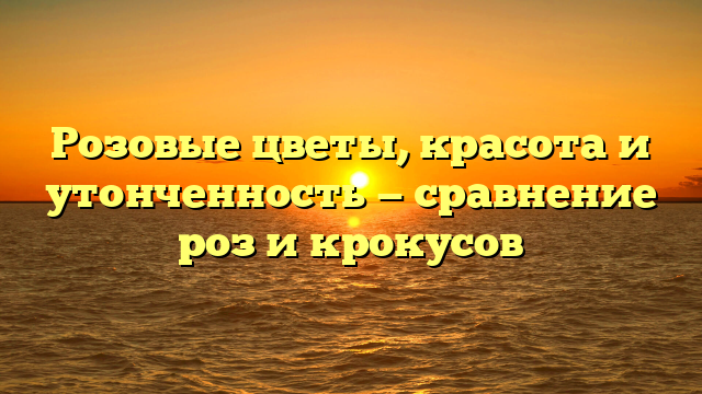 Розовые цветы, красота и утонченность — сравнение роз и крокусов