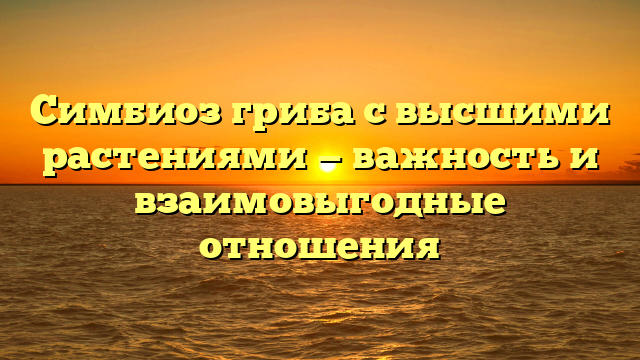 Симбиоз гриба с высшими растениями — важность и взаимовыгодные отношения