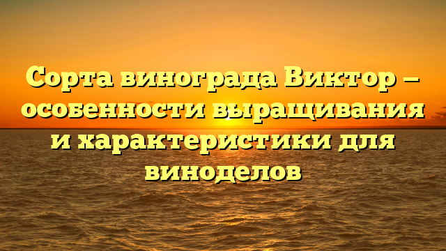 Сорта винограда Виктор — особенности выращивания и характеристики для виноделов