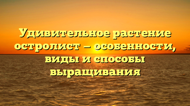 Удивительное растение остролист — особенности, виды и способы выращивания