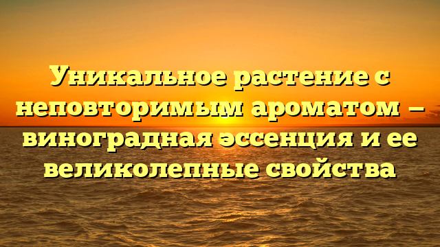 Уникальное растение с неповторимым ароматом — виноградная эссенция и ее великолепные свойства