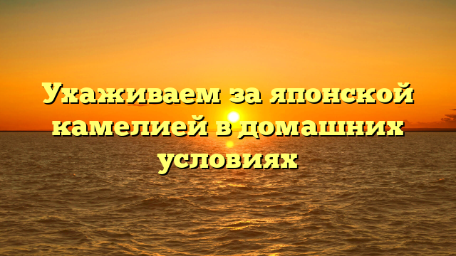 Ухаживаем за японской камелией в домашних условиях