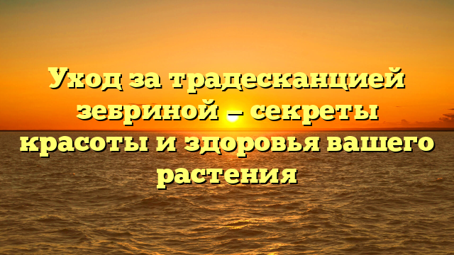 Уход за традесканцией зебриной — секреты красоты и здоровья вашего растения