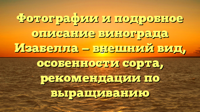 Фотографии и подробное описание винограда Изабелла — внешний вид, особенности сорта, рекомендации по выращиванию