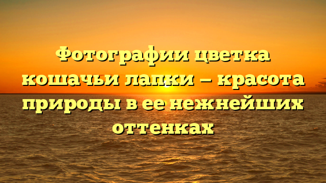 Фотографии цветка кошачьи лапки — красота природы в ее нежнейших оттенках