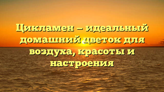 Цикламен — идеальный домашний цветок для воздуха, красоты и настроения