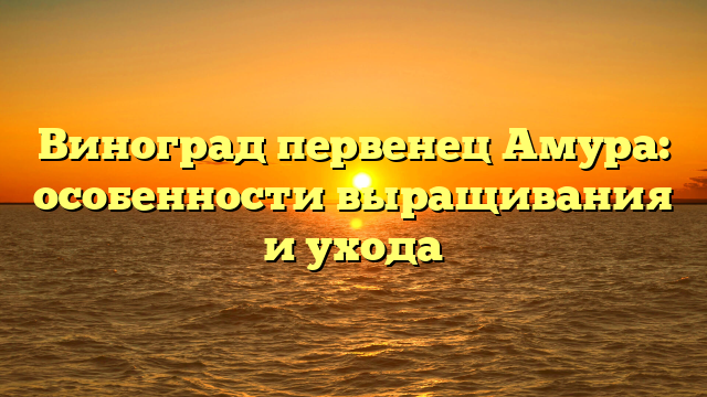 Виноград первенец Амура: особенности выращивания и ухода